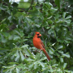 A Cardinal in the Houston Heights